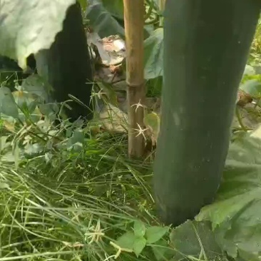 冬瓜