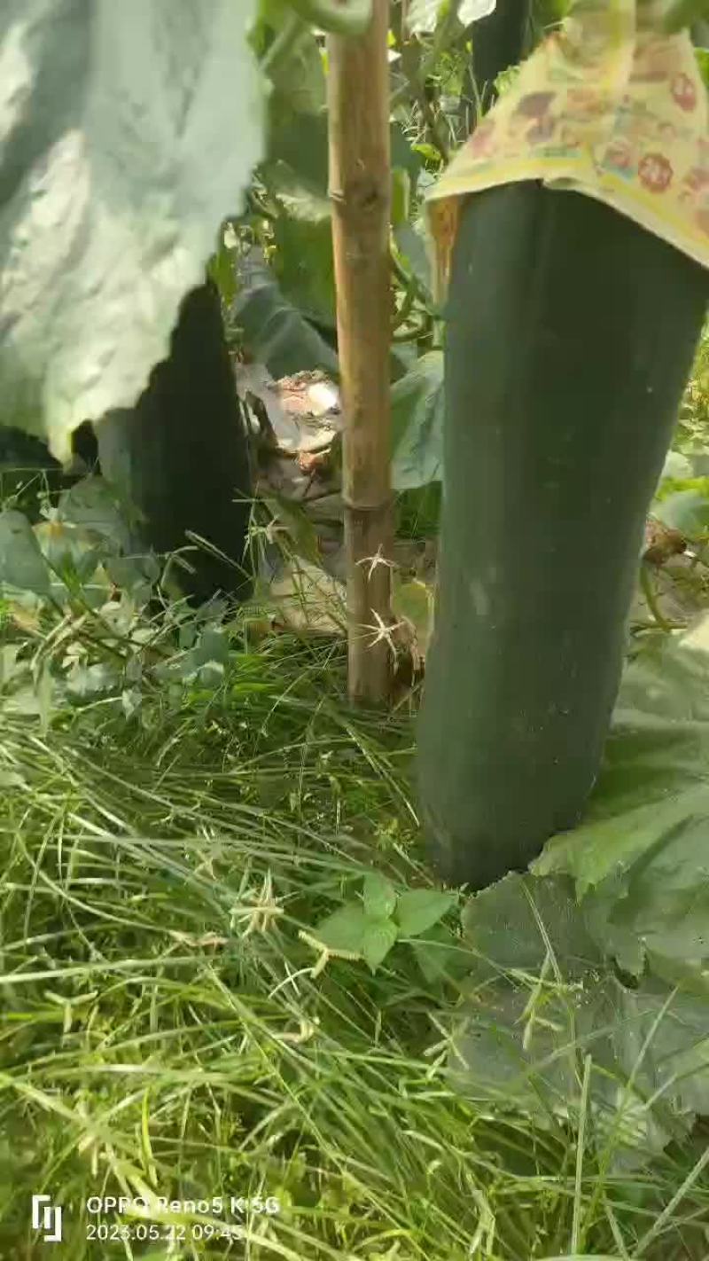 冬瓜