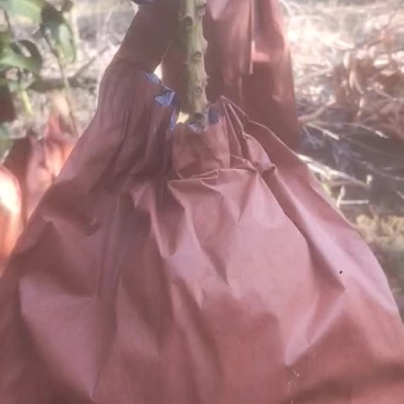 金黄芒