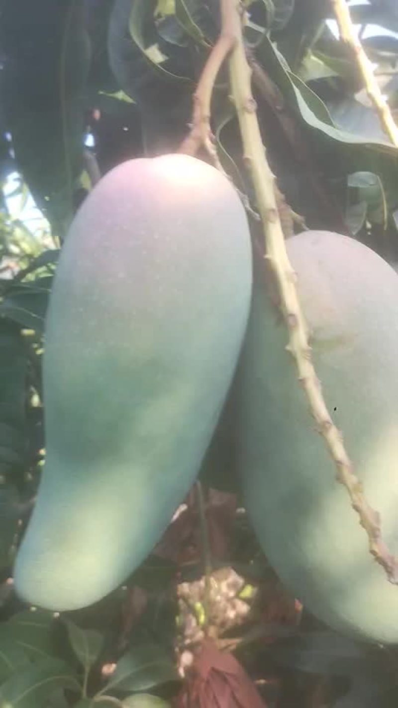 金黄芒