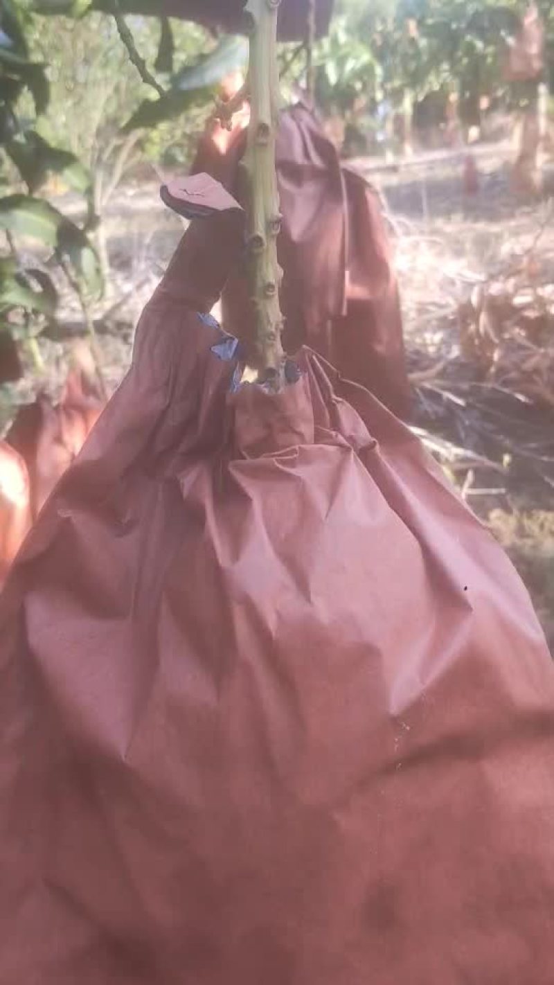 金黄芒