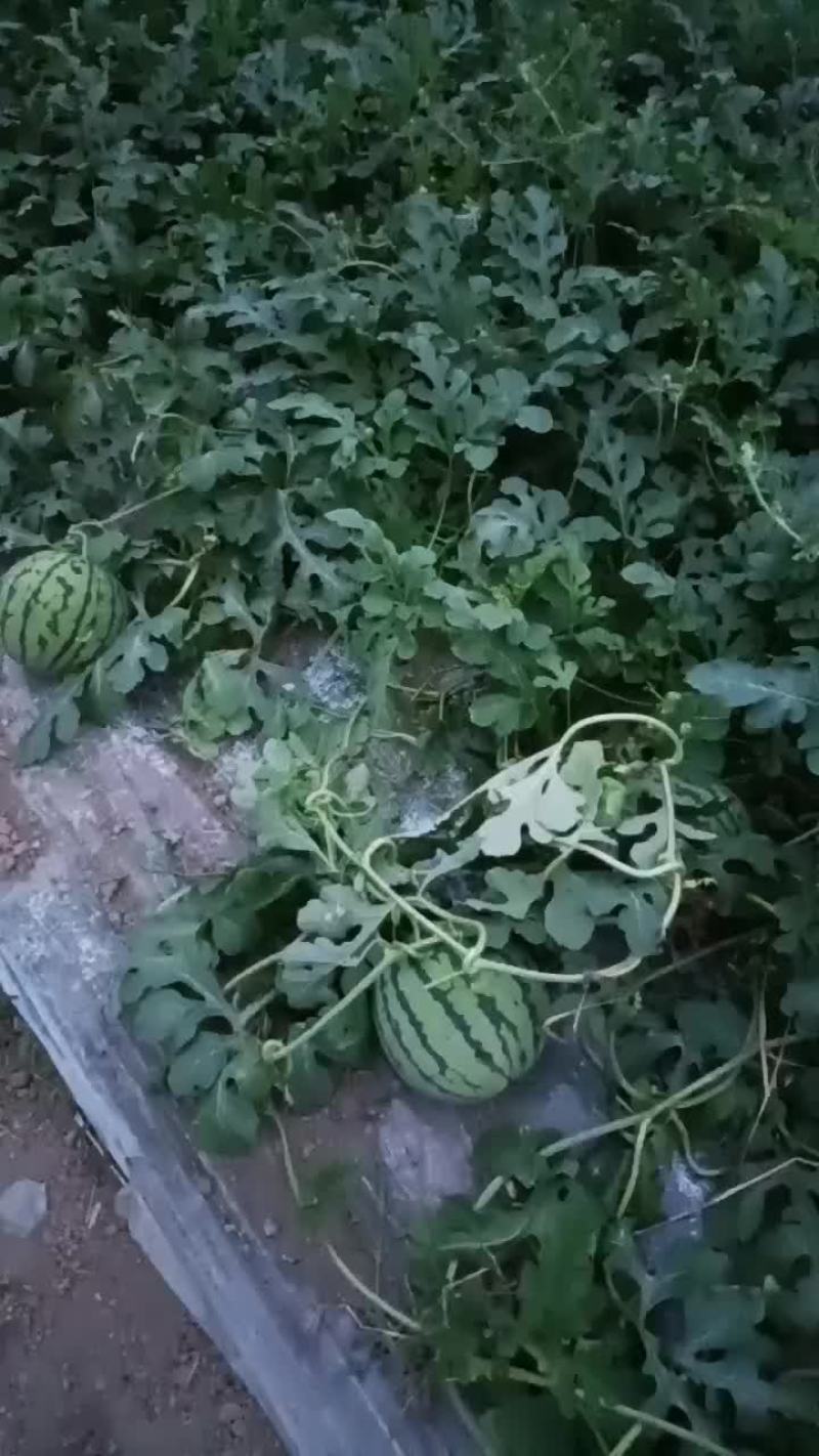 美都西瓜