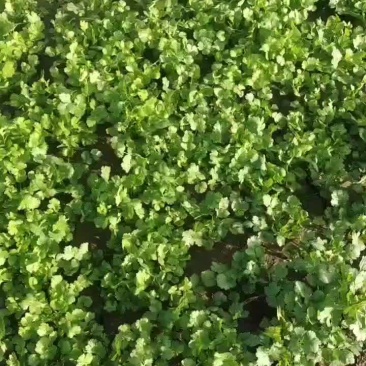 大叶香菜