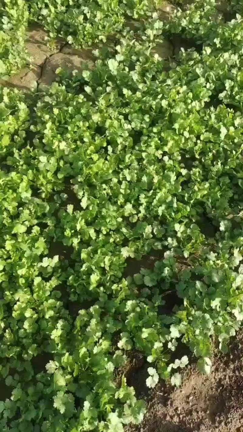 大叶香菜