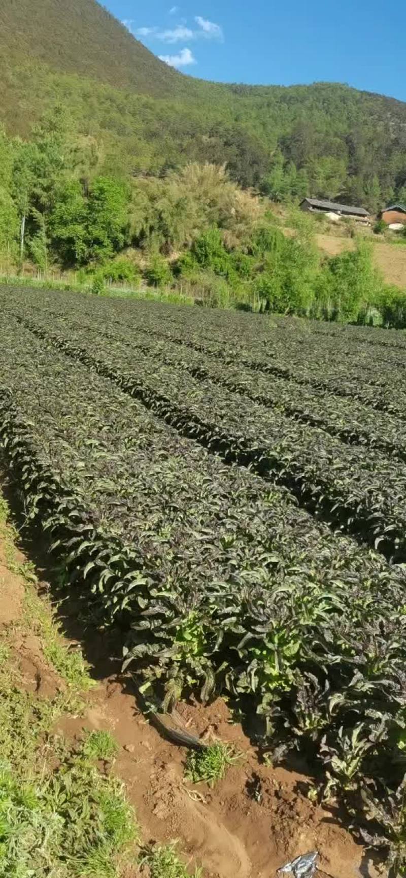 云南精品红叶莴笋大量上市诚信经营一手货源欢迎来电