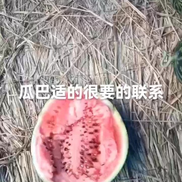 西瓜有货要的联系