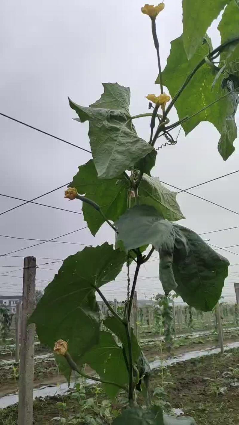 精品本地丝瓜