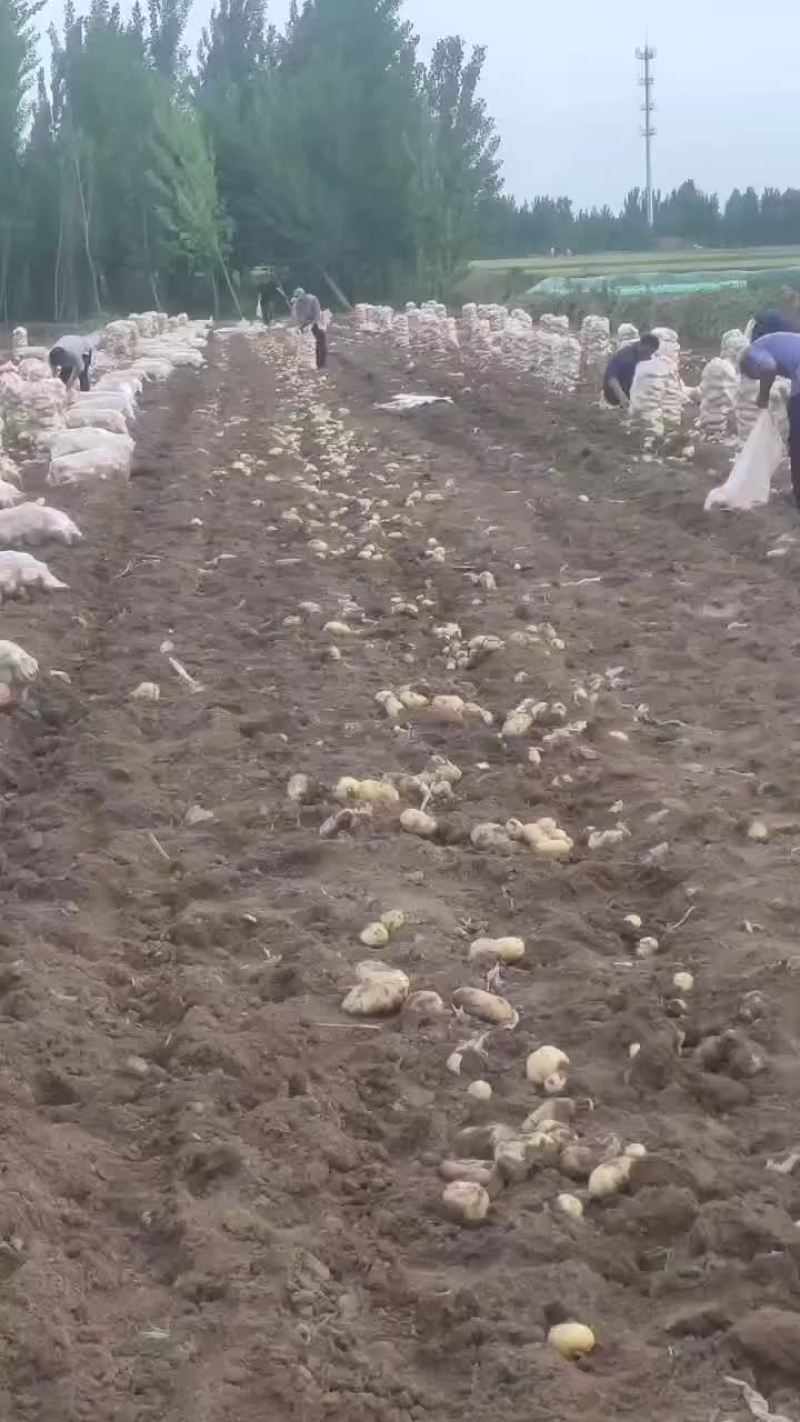 山东潍坊土豆田间地头货源