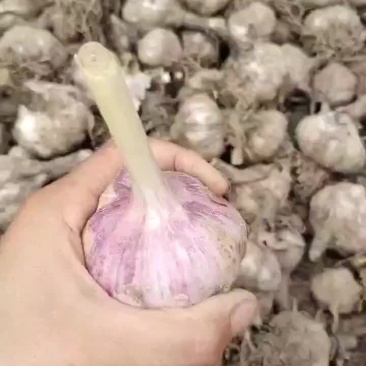 紫皮大蒜
