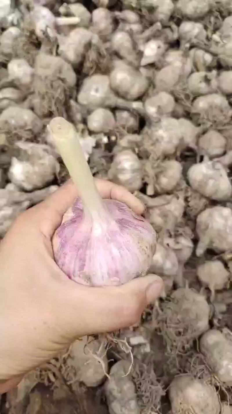 紫皮大蒜