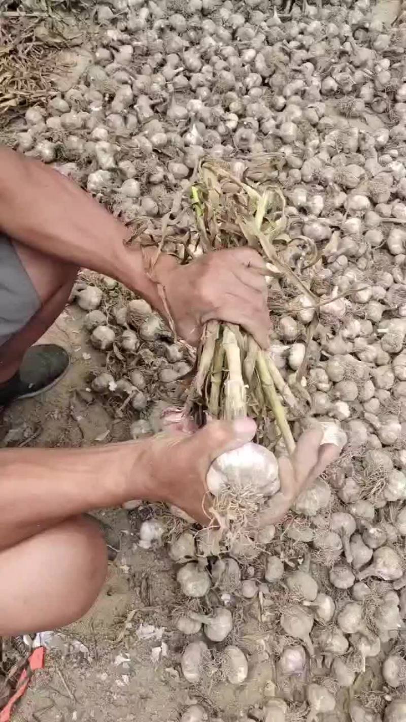 紫皮大蒜