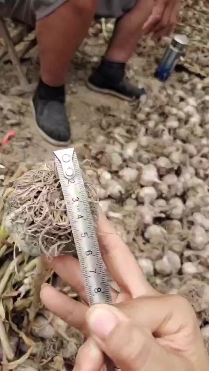 紫皮大蒜