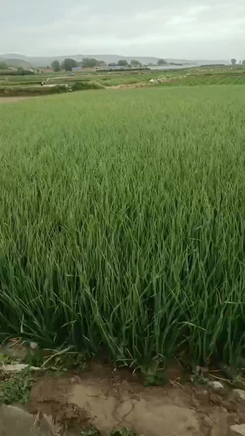 蒜苗