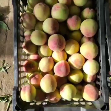 青红毛桃