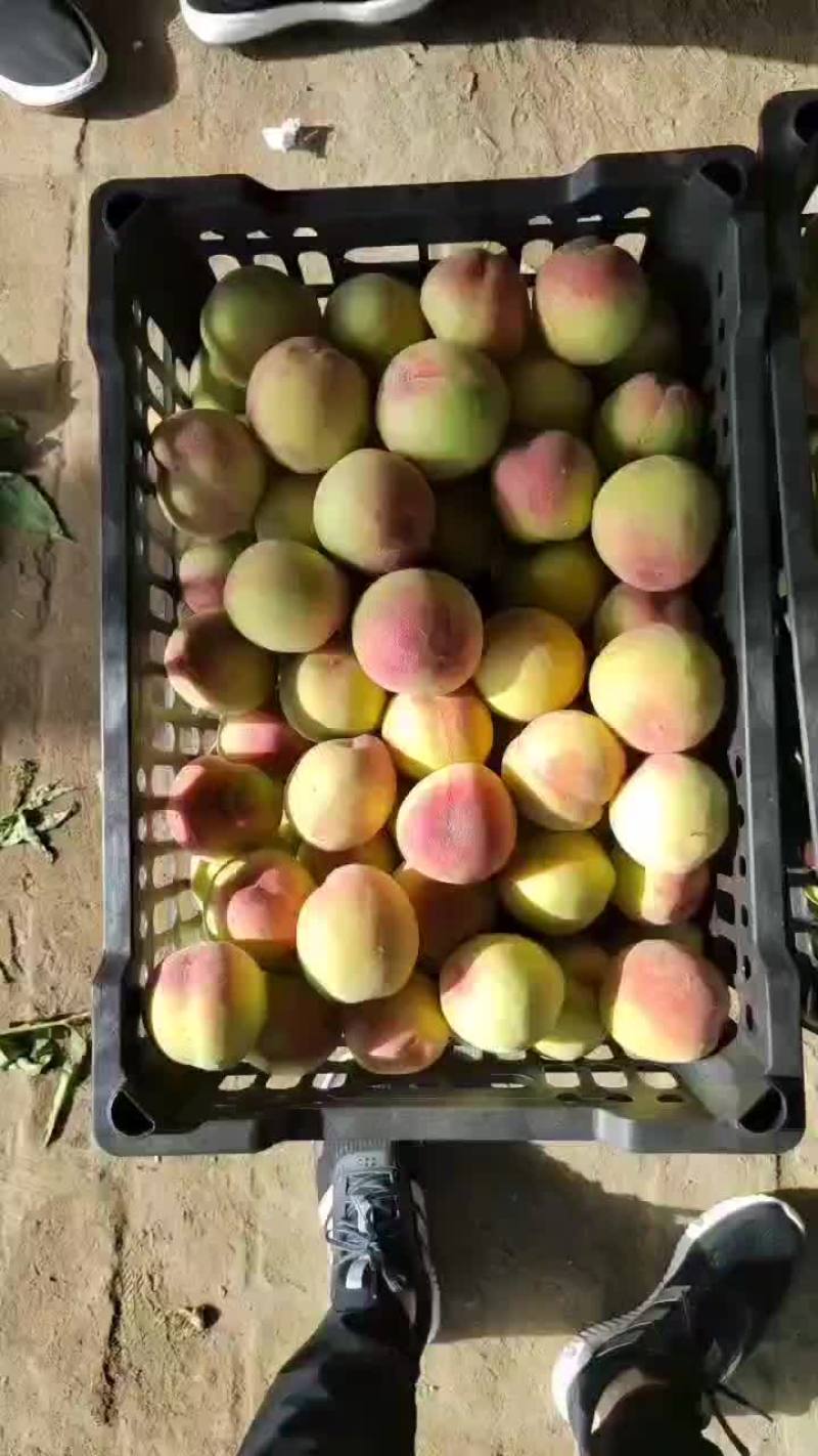 青红毛桃