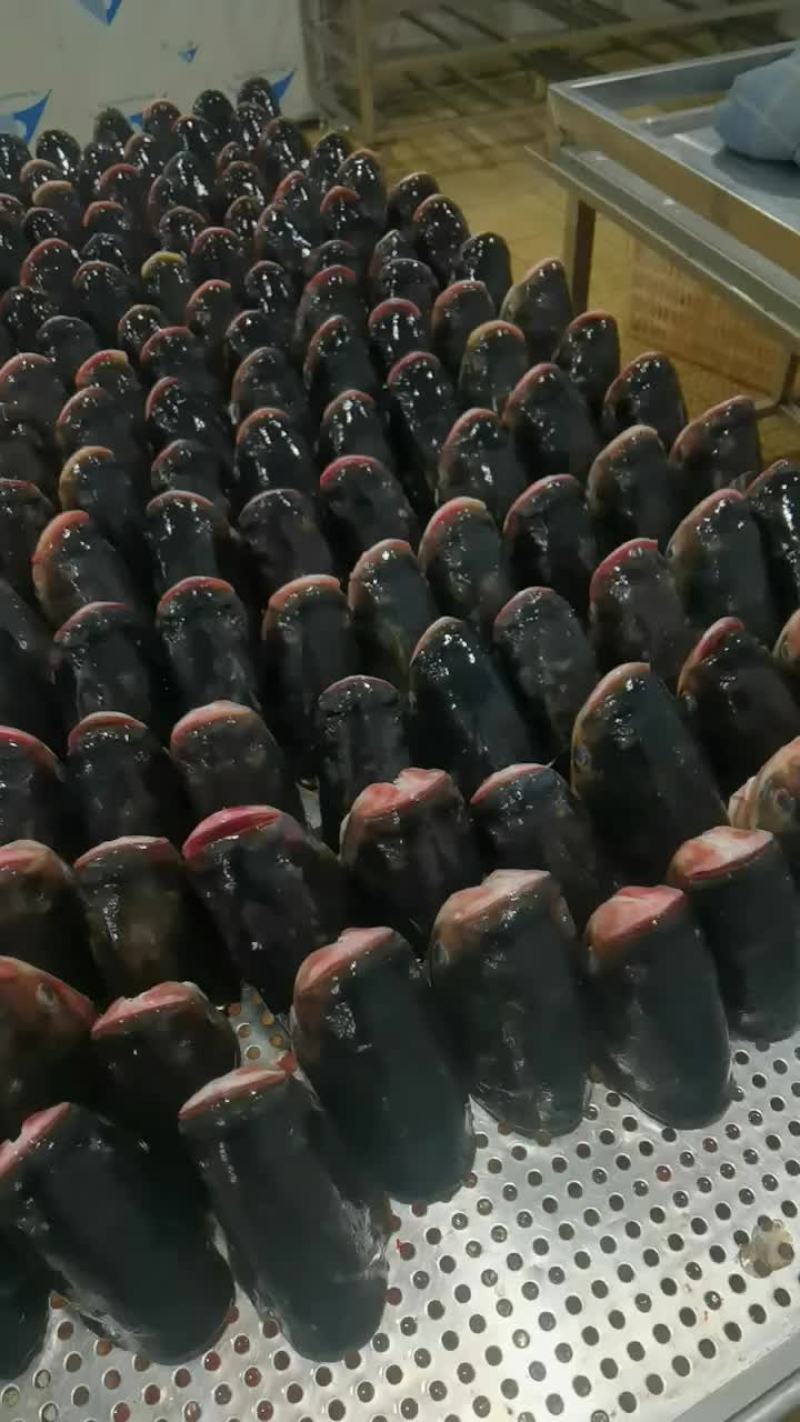 活鱼现杀，水库大头鱼