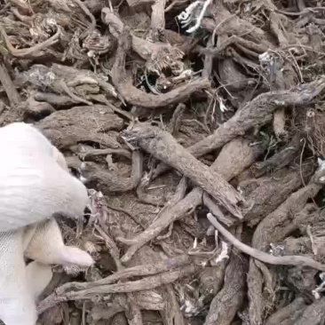 漏芦