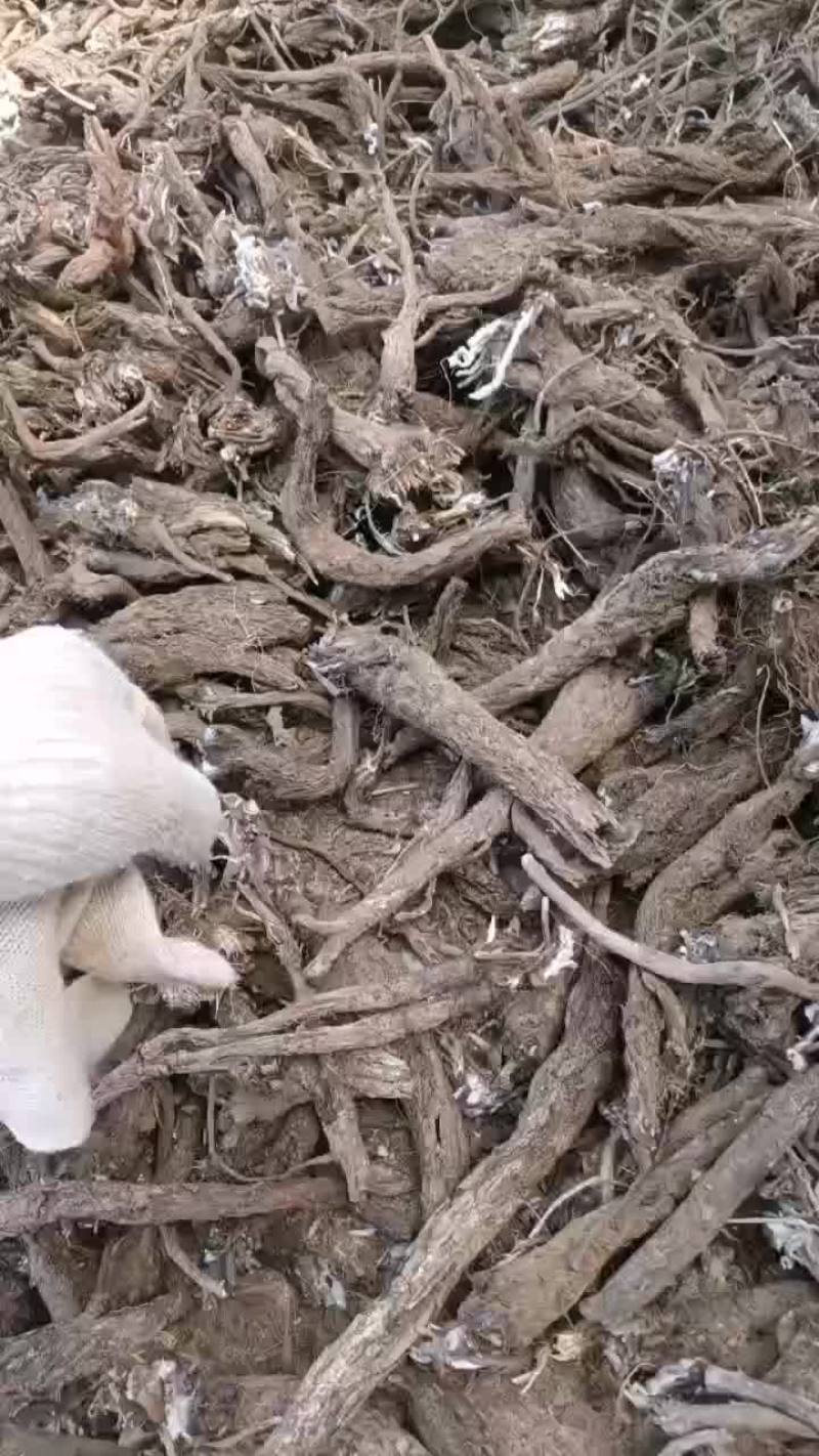 漏芦