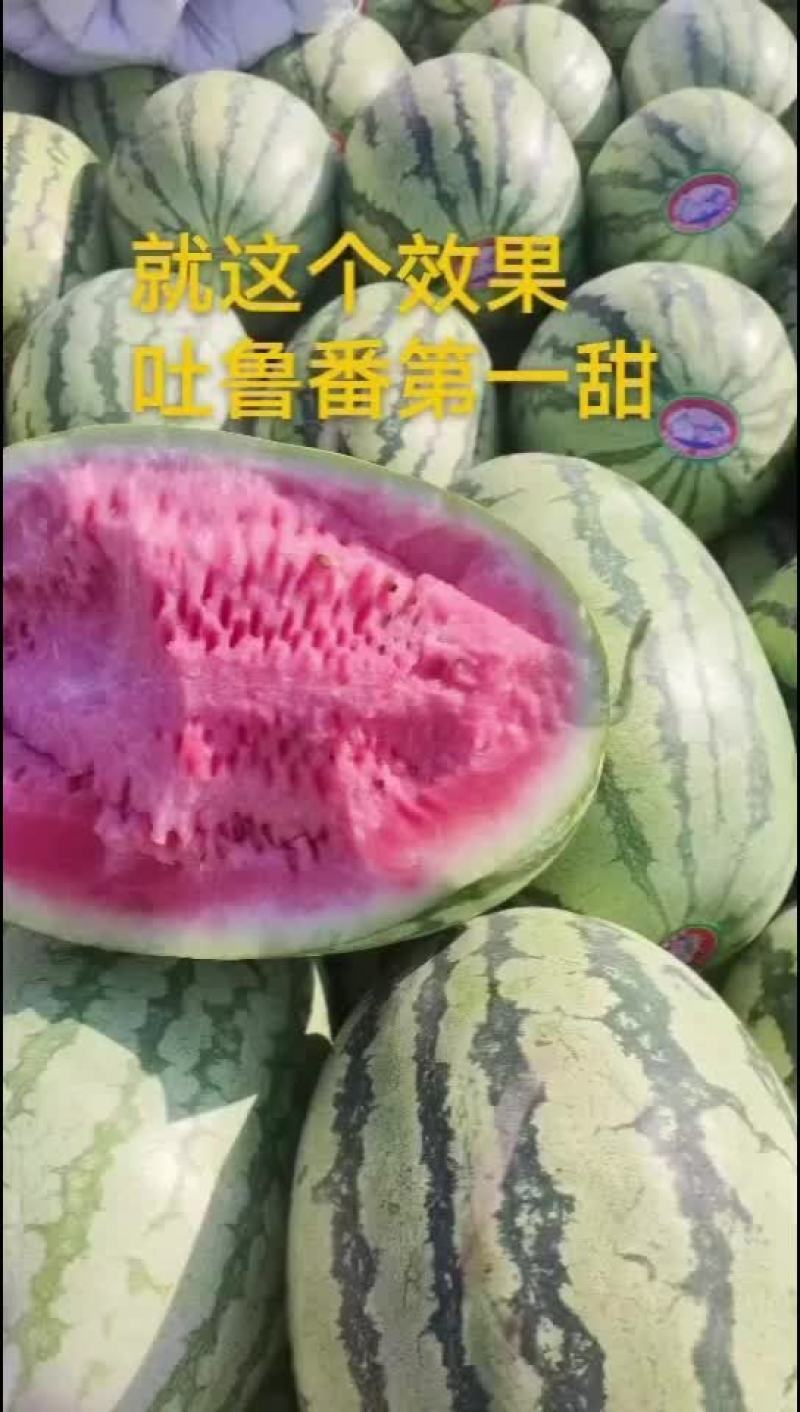 新疆吐鲁番京城5-安农2号
