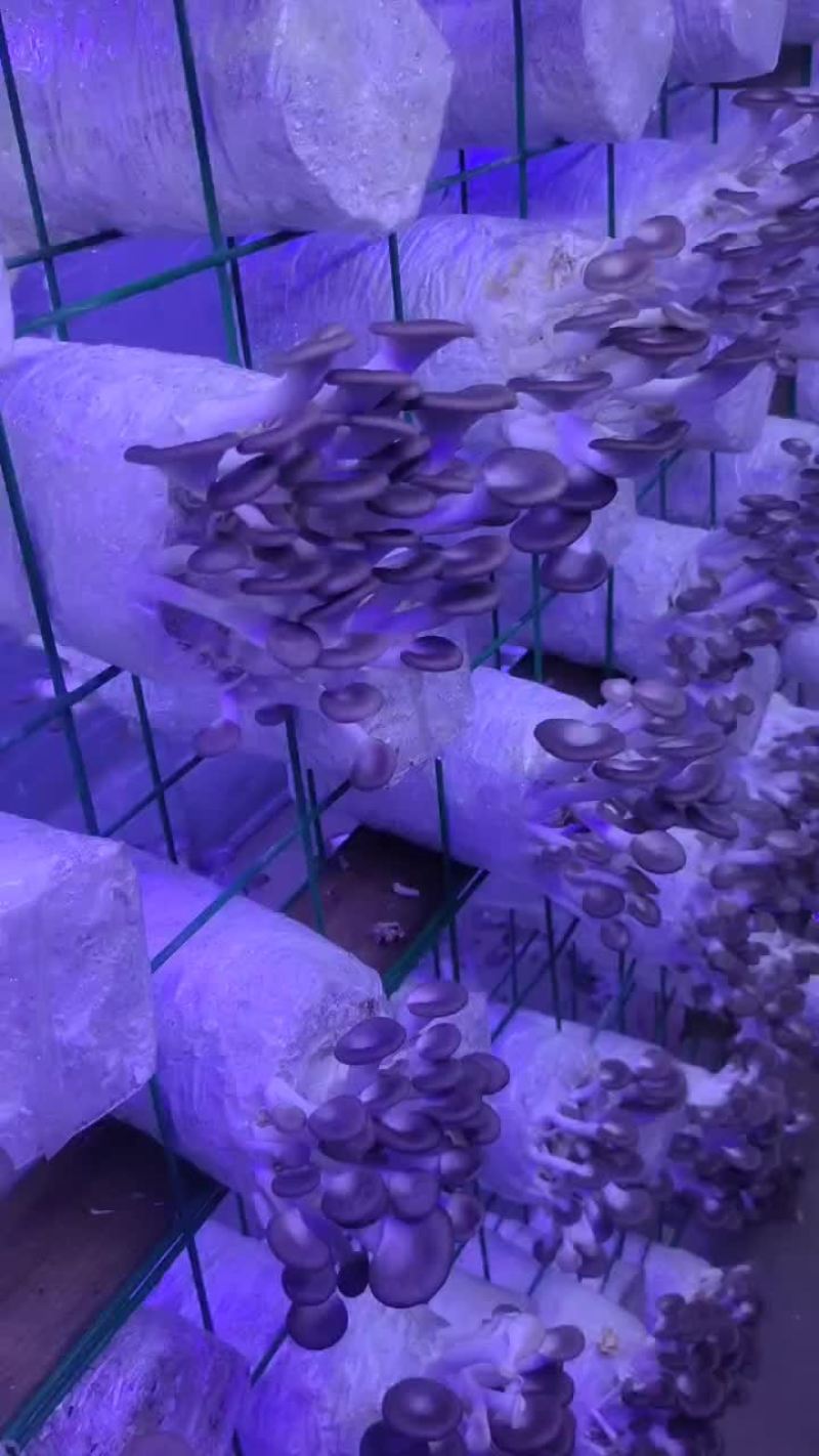 秀珍菇