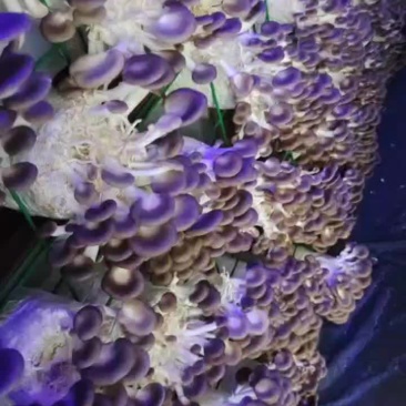 秀珍菇