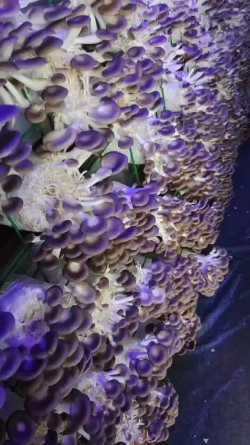 秀珍菇