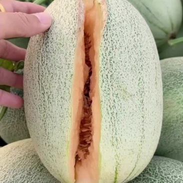 西周蜜25