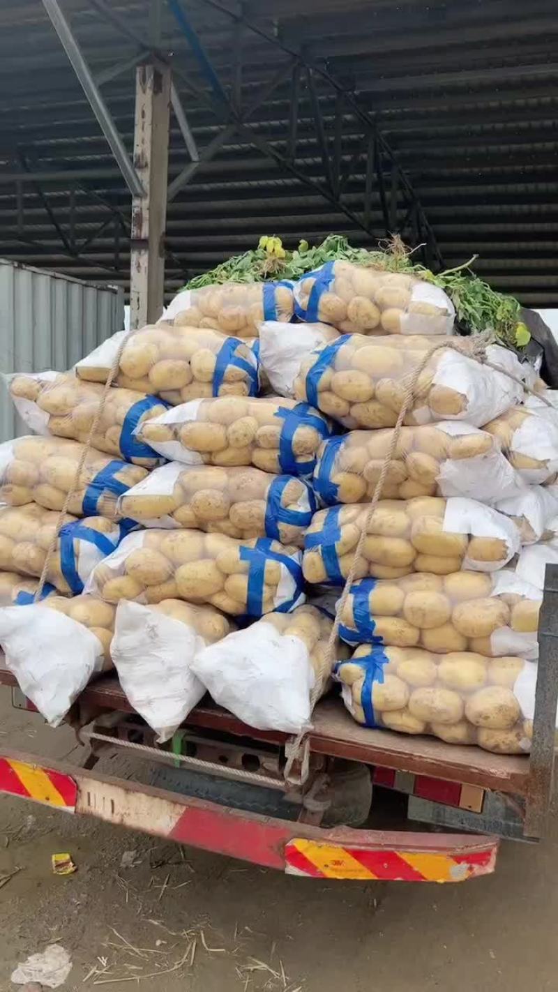精品黄金大土豆
