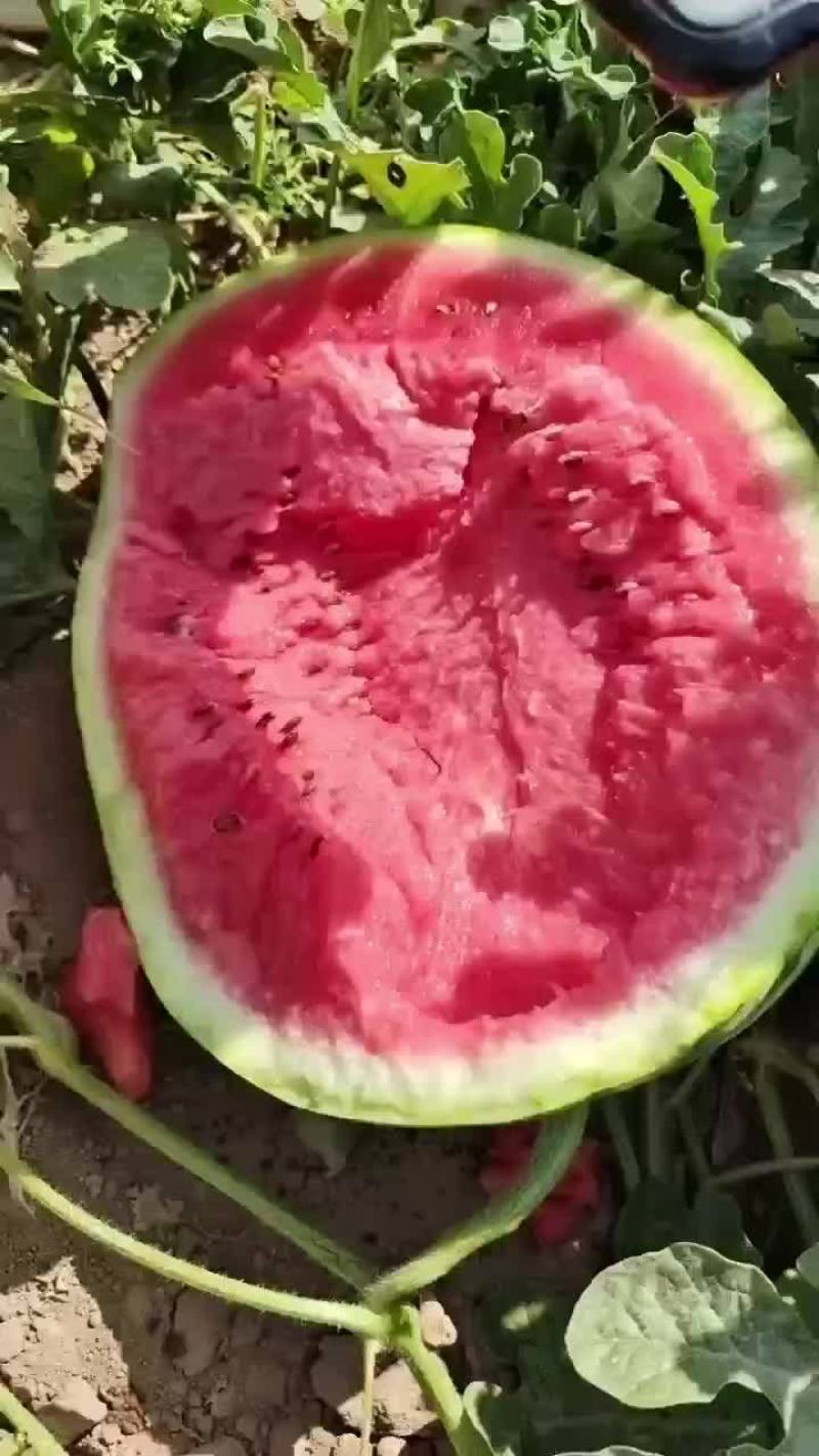 火焰山脚下的西瓜。甜甜甜
