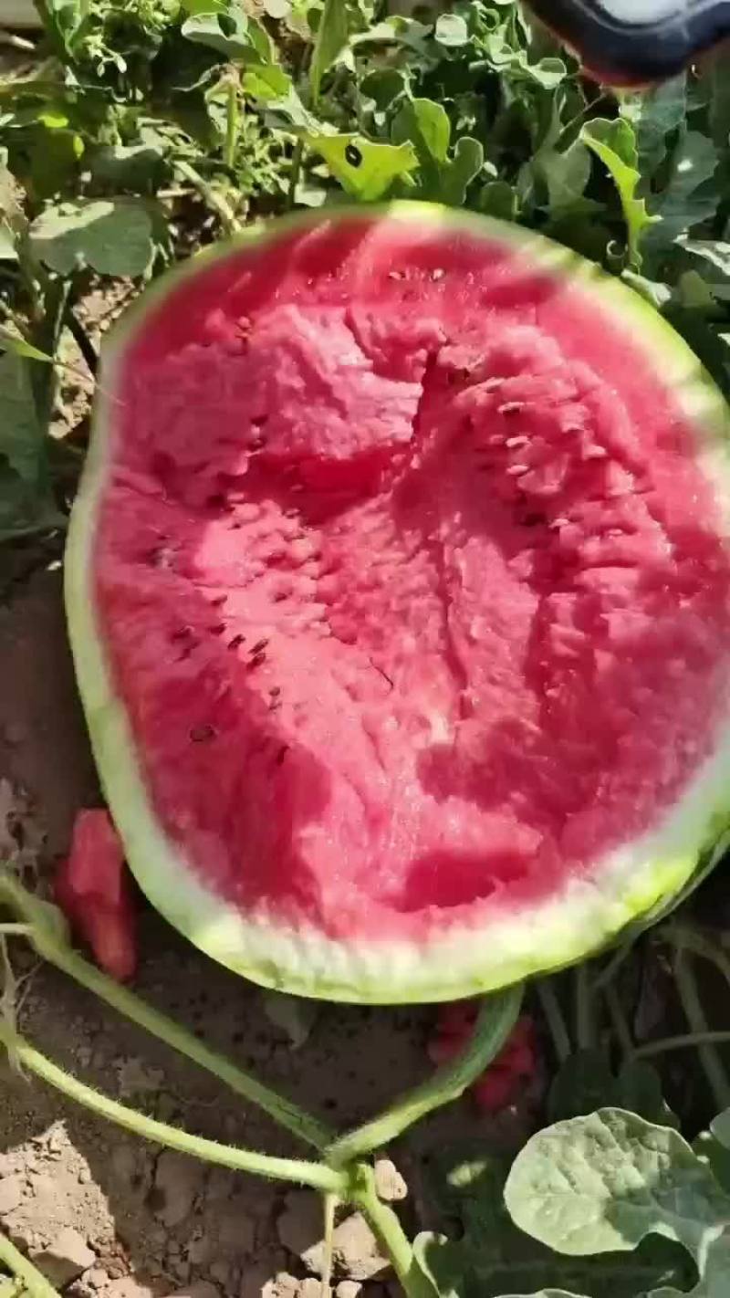 火焰山脚下的西瓜。甜甜甜