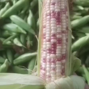 精品花玉米，大量上市了