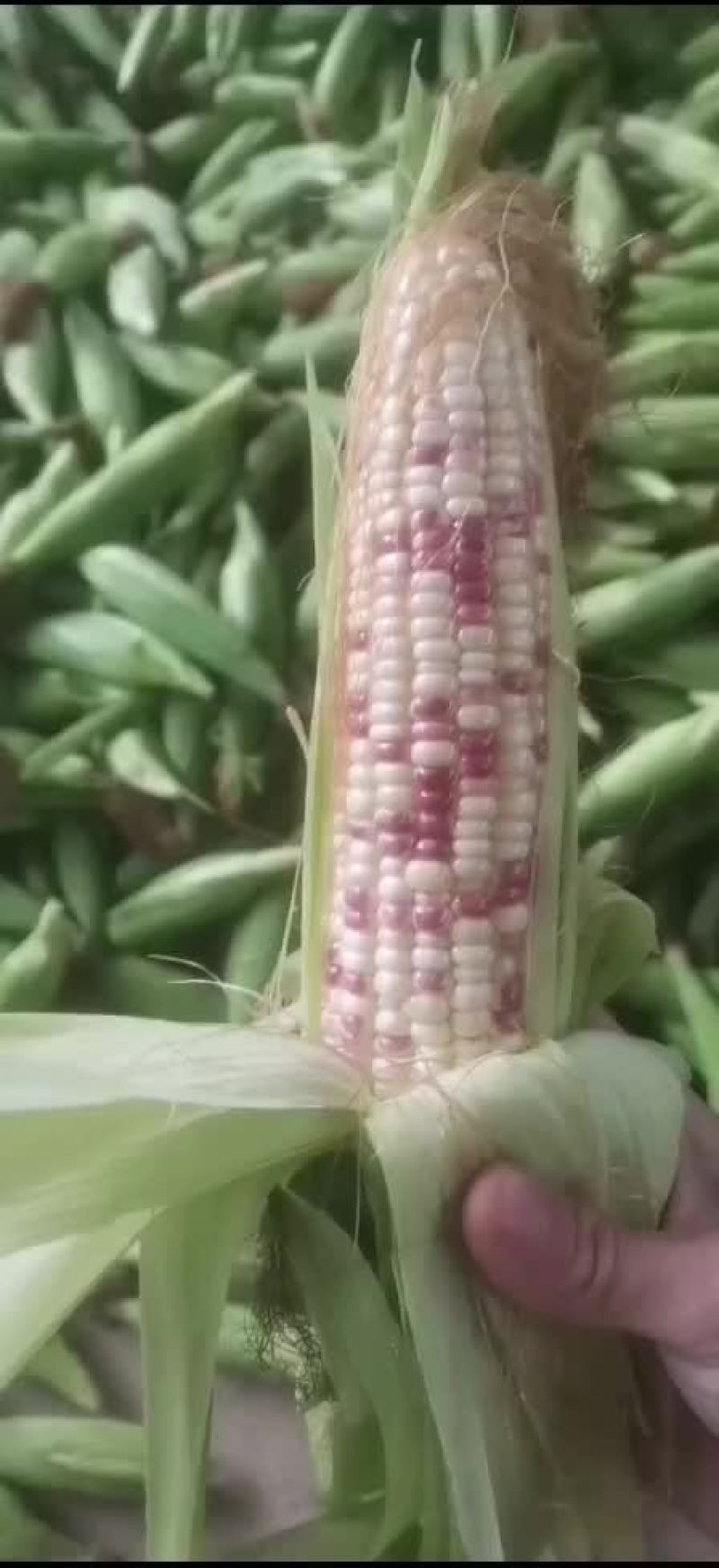 精品花玉米，大量上市了