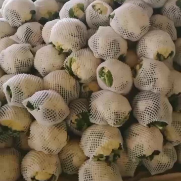 甘肃菜花大量上市，需要的随时联系我