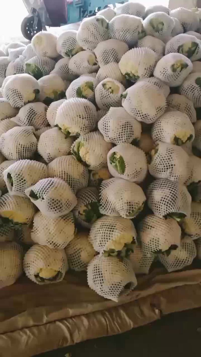 甘肃菜花大量上市，需要的随时联系我