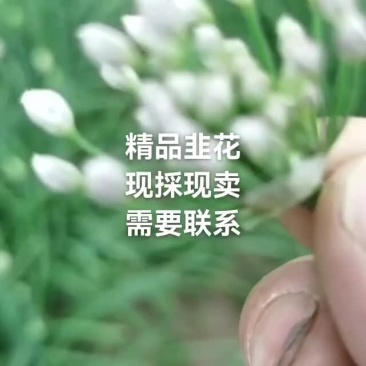 新鲜韭菜花，现採现卖，量大从优，需要的联系