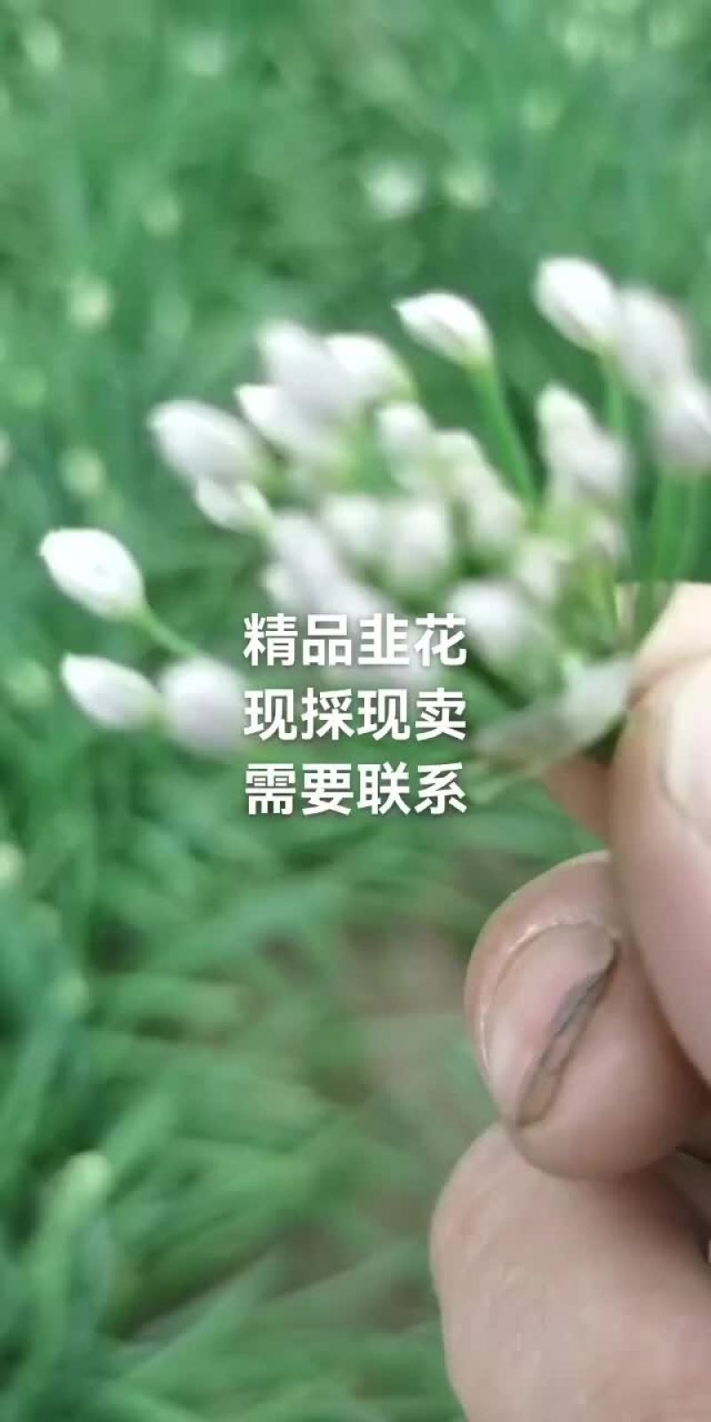 新鲜韭菜花，现採现卖，量大从优，需要的联系