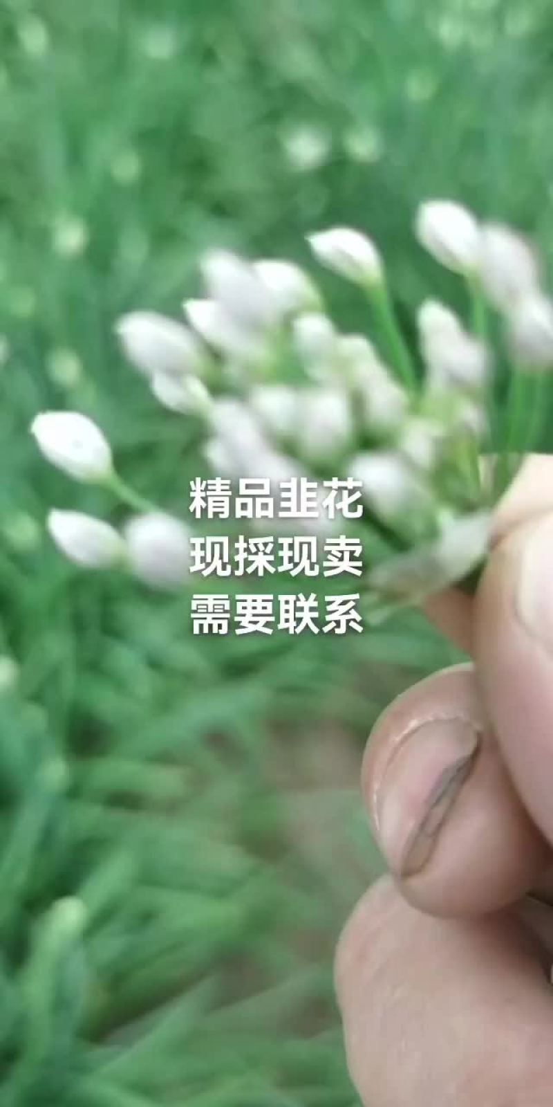 新鲜韭菜花，现採现卖，量大从优，需要的联系