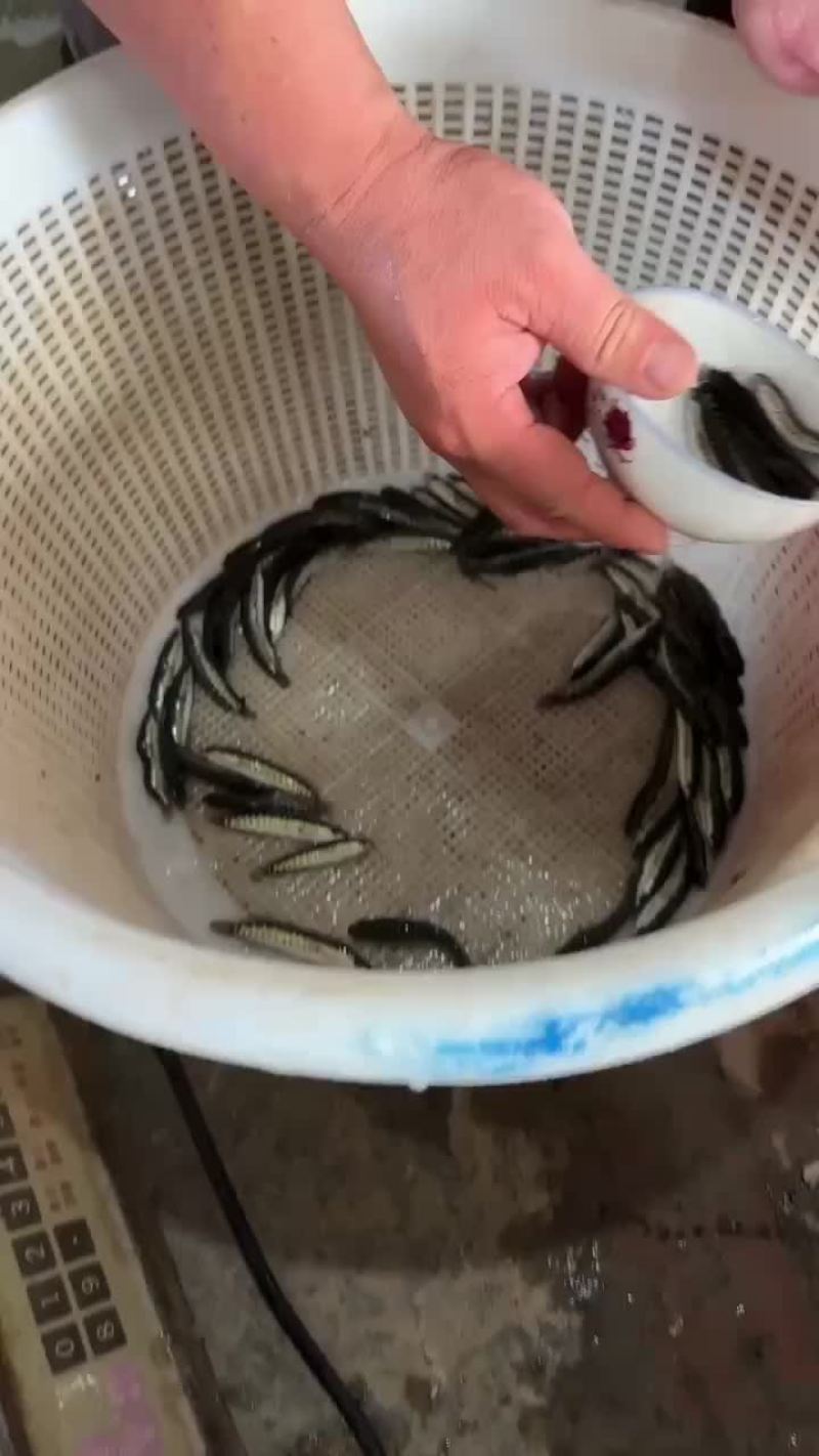杂交快大黑鱼苗｜正交山东公生鱼苗，大量出售