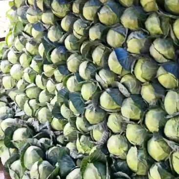 大量现货价格美丽欢迎下