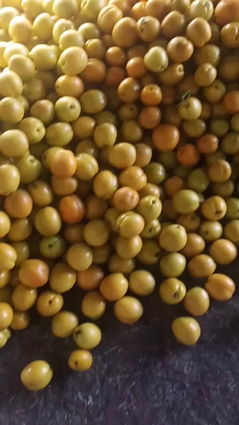 珍珠油杏