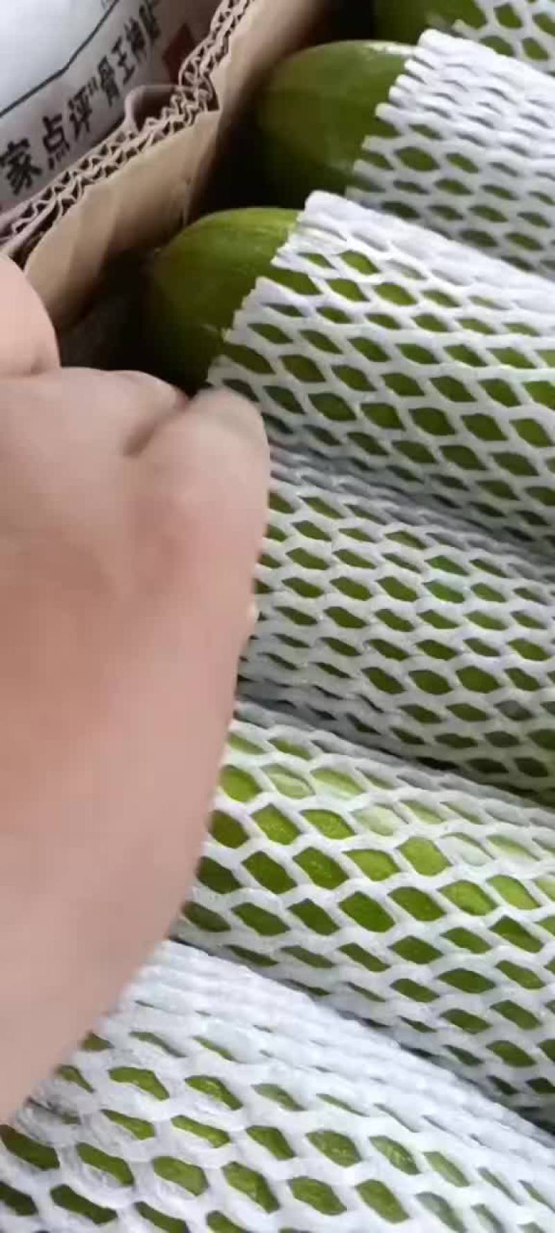 西葫芦大量有货