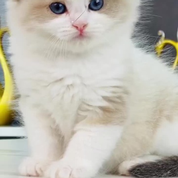 宠物猫品种齐全大小都有质量保障全国空运大小猫都有