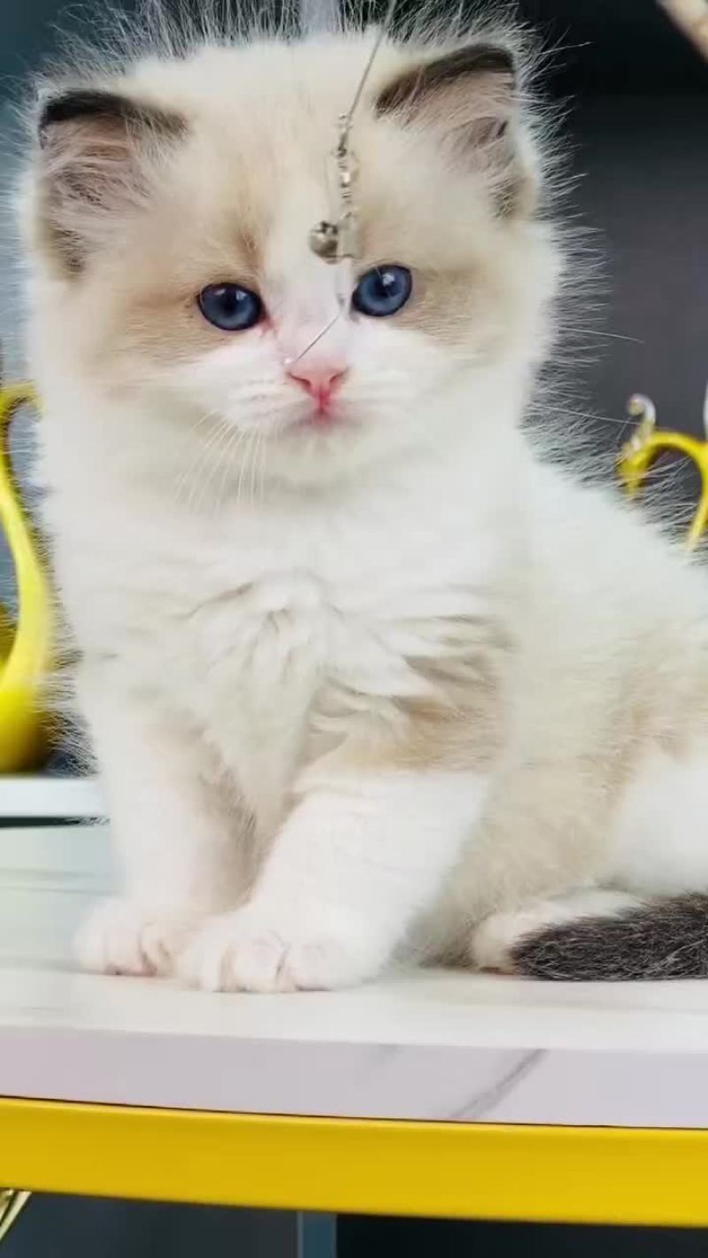 宠物猫品种齐全大小都有质量保障全国空运大小猫都有