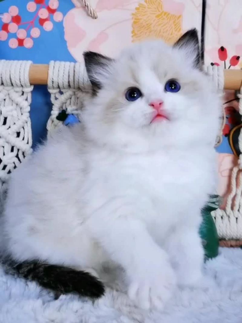 宠物猫品种齐全大小都有质量保障全国空运大小猫都有