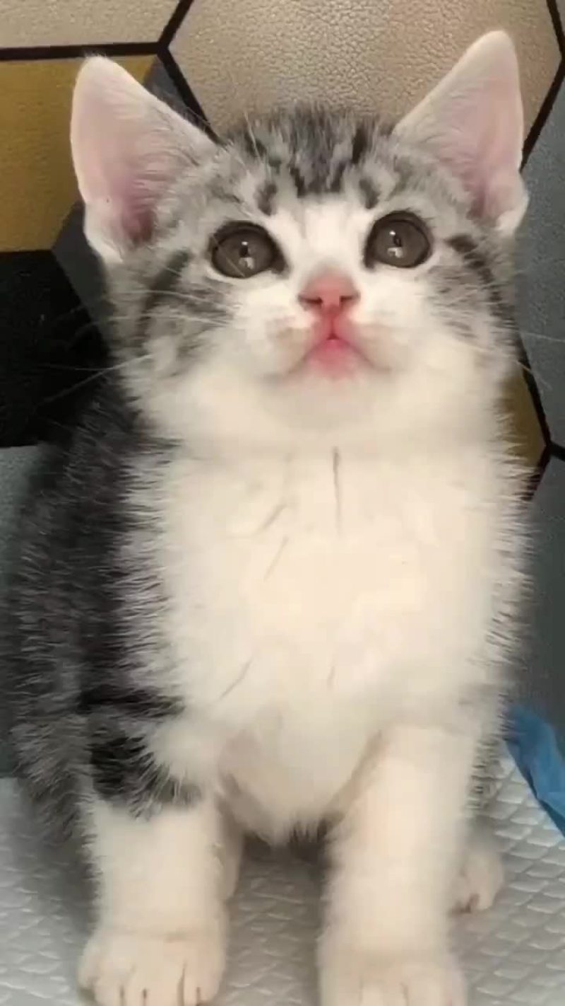 宠物猫品种齐全大小都有质量保障全国空运大小猫都有