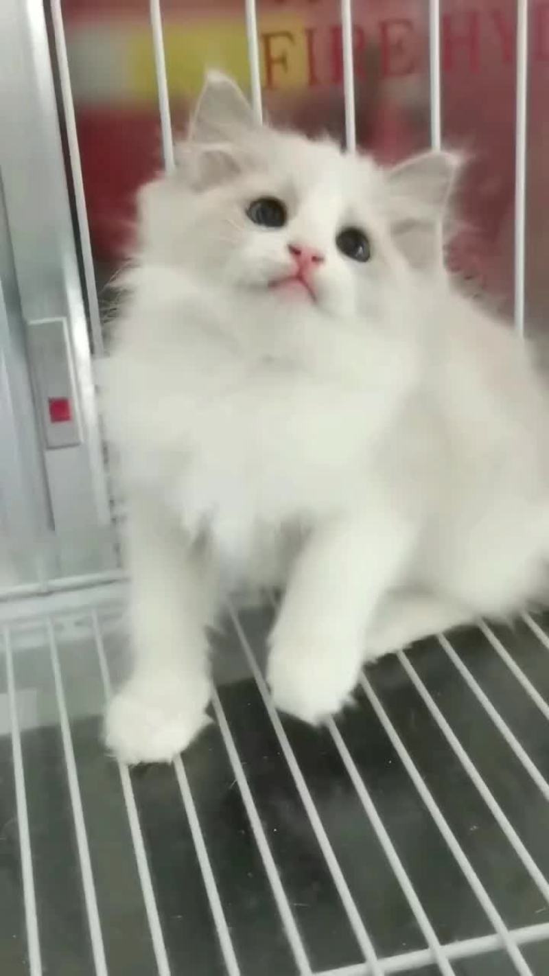 宠物猫品种齐全大小都有质量保障全国空运大小猫都有