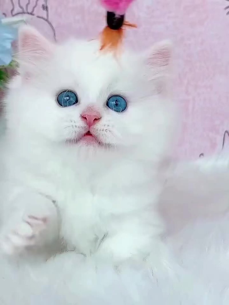 宠物猫品种齐全大小都有质量保障全国空运大小猫都有