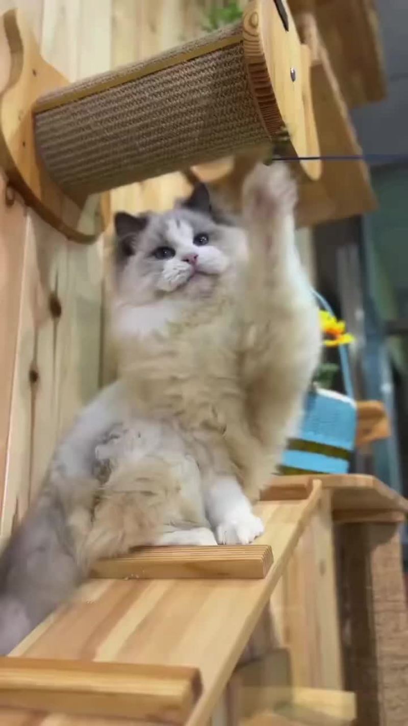 宠物猫品种齐全大小都有质量保障全国空运大小猫都有