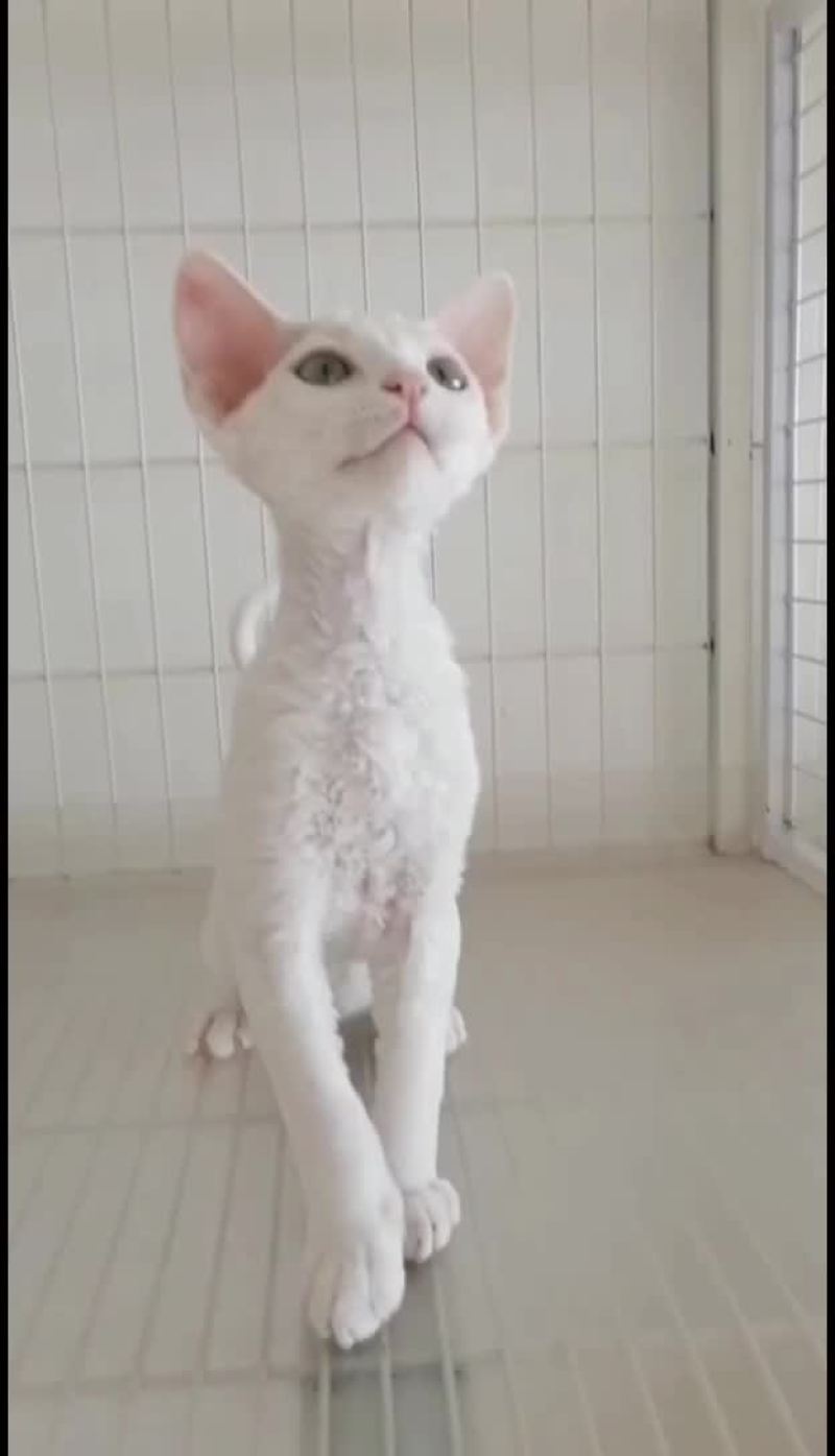 宠物猫品种齐全大小都有质量保障全国空运大小猫都有