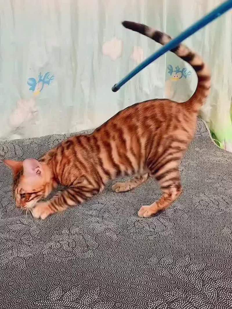 宠物猫品种齐全大小都有质量保障全国空运大小猫都有